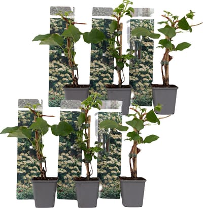 Plant in a Box - Set van 6 Hydrangea 'Petiolaris’ - Klimhortensia - Pot 9cm - Hoogte 25-40cm