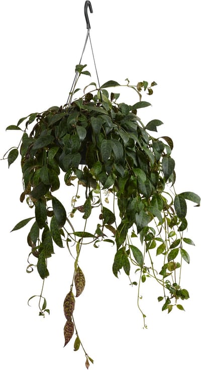 Bloomique - Aeschynanthus Marmoratus - Lippenstiftplant - Hangplant - Kamerplanten - Diervriendelijk - Luchtzuiverend - Hoogte 30-40 cm - Pot 17 cm
