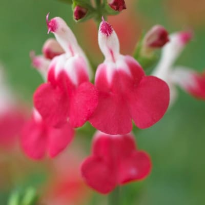 Salvia 'Hot Lips' (Salvia micr. Hot Lips) - Bossalie Hot Lips - Salvia microphylla - Vaste planten - Bijen-Vlinders - Snijbloemen