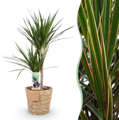 Plantenboetiek.nl | Green is... Dracaena Marginata - Drakenbloedboom - Weinig onderhoud - met mand - Groen - Ø21cm - 90-100cm hoog - Kamerplant - Groenblijvend