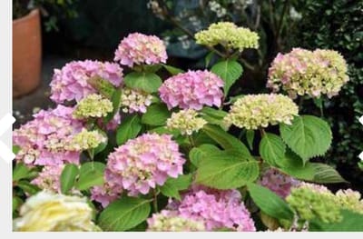 Hydrangea macrophylla 'Bouquet Rose' - Boerenhortensia, Bolhortensia 25 - 30 cm in pot