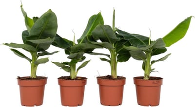 Plant in a Box - Set van 4 Musa Oriental Dwarf - Tropische bananenplanten - Kamerplanten - Pot 12 - Hoogte 25-40