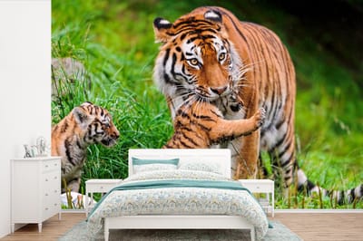 Behang - Fotobehang Tijger - Azië - Gras - Breedte 420 cm x hoogte 280 cm