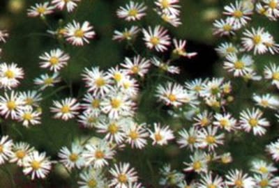 6x Aster - Aster hybr. 'Monte Cassino' | 9x9 cm pot