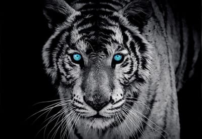 Poster | Blauw | 104 x 70,5 cm
