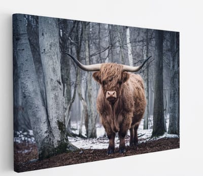 Saammp Canvas Schilderij - Schotse Hooglander Koe - Kunst - Zwart-Wit - Landschap - Dieren - Natuur - 60x40 - Foto op canvas - Wanddecoratie - muurdecoratie Woonkamer - Slaapkamer decoratie - Canvas Print
