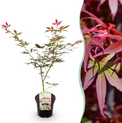 Plantenboetiek.nl | Japanse Esdoorn - Acer palmatum Sumi-nagashi - Rood - Bladverliezend - Ø25cm - 60-70cm hoog - Tuinplant