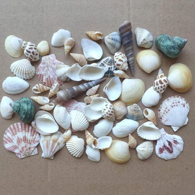 Zandbak Schelp - Natuurlijke Schelpen - Gemengd - Perfect voor DIY Decoraties - Ideaal voor Feestjes - Voor Creatieve Projecten