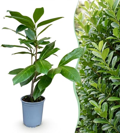Green boutiQ - 16x Prunus laur. Rotundifolia - Laurierkers - Haagplanten - Groenblijvend - Groen - Pot 9cm - Hoogte 25-35cm