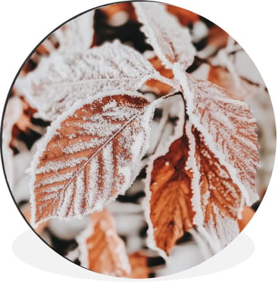 WallCircle - Wandcirkel - Muurcirkel - Bladeren - IJs - Winter - Natuur - Aluminium - Dibond - 60x60 cm - Binnen en Buiten