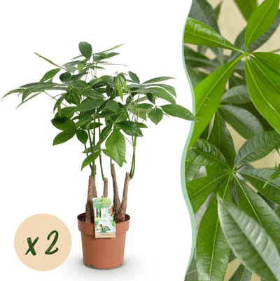 Plantenboetiek.nl | Green is... Pachira Aquatica multi stam - Geldboom - Weinig onderhoud - Groen - 2 Planten - Ø17cm - 50-55cm hoog - Kamerplant - Groenblijvend