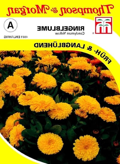 Goudsbloem Zaden - Calendula Officinalis - Bloementuin Aanleggen - Makkelijk te Kweken - 100 Zaden - Geel
