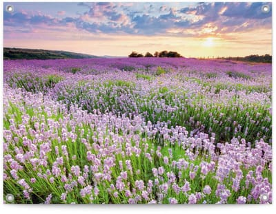 Tuinposter Lavendelveld - 60 x 80 - Canvas - REINDERS
