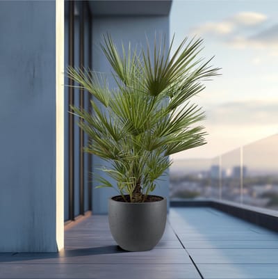Chamaerops humilis - 150cm