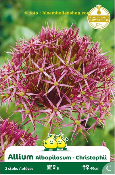 3 zakjes allium Albopilsoum - christoffii maat 12/+