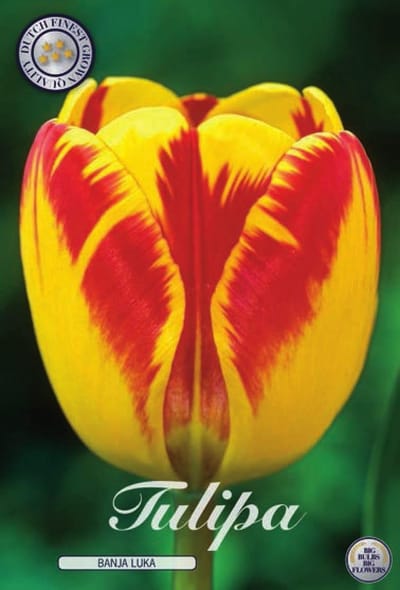 Dutch Finest Quality Banja Luka Triumph Tulpenbollen Bolmaat 12+ 10 Bloembollen