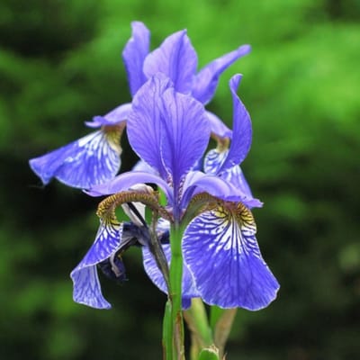 Siberische iris (Iris Sibirica) - 6x - Perry's Blue - Siberische Lis - Vaste planten - Bijen-Vlinders - Snijbloemen - Voorjaarsbollen