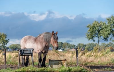 Trekpaarden TW25 - Poster - Ton van der Weerden - 40 x 60 cm