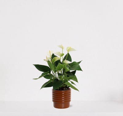 Anthurium wit in sierpot Liam Terra – bloeiende kamerplant – flamingoplant – 40-50cm - Ø13 – geleverd met plantenpot – vers uit de kwekerij