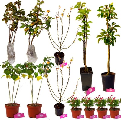 Voedselbos pakket - Voor kleine tuin! - 12 Fruitplanten - Op 12m2 Wildplukken - Permacultuur moestuin