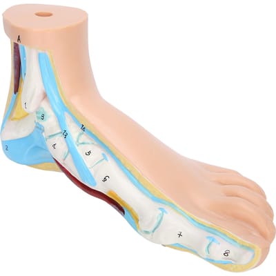 Modèle de pied humain adulte grandeur nature enseignement recherche affichage musculaire expliquer accessoires pied normal