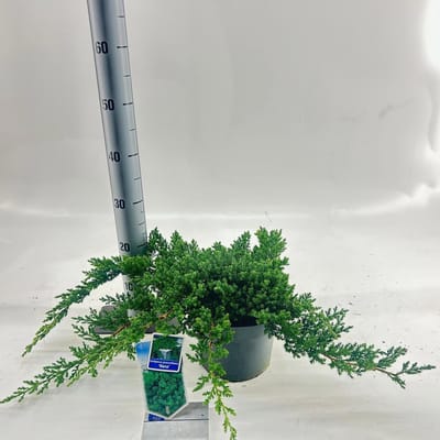 Juniperus procumbens ‘Nana’ - Jeneverbes | 25-30 cm pot
