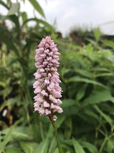 6 x Persicaria bistorta 'Superba' - Duizendknoop - P9 Pot (9 x 9cm) - Dima Vaste Planten