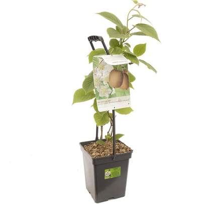 Actinidia chinensis Kiwi 'Huwelijk' | mannelijke en vrouwelijke kiwi | Ø 18 cm