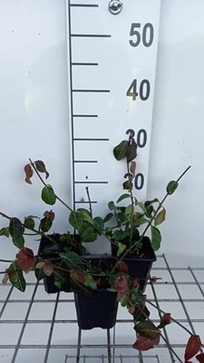12x Purper Kardinaalsmuts - Euonymus fort. 'Coloratus' | 9x9 cm pot