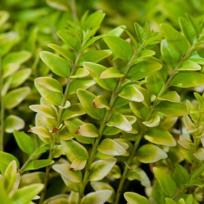 Plants Online BV - Planten - Tuinplanten - Heesters - Set van 1 - Chinese kamperfoelie 'Golden Glow'