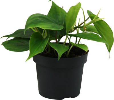 Plantenboetiek.nl | Philodendron Scandens - Ø12cm - 20cm hoog - Kamerplant - Groenblijvend