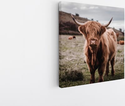 Saammp Canvas Schilderij - Groep Schotse Hooglander Koeien in de wei - Dieren - Natuur - 20x20 - Foto op canvas - Wanddecoratie - muurdecoratie Woonkamer - Slaapkamer decoratie - Canvas Print
