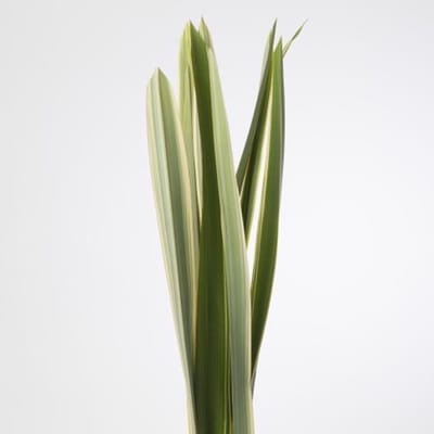 10x Sg phormium green 80cm
