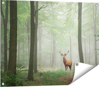 Gards Tuinposter Hert in Bos - 80x60 cm - Tuindoek - Tuindecoratie - Wanddecoratie buiten - Tuinschilderij