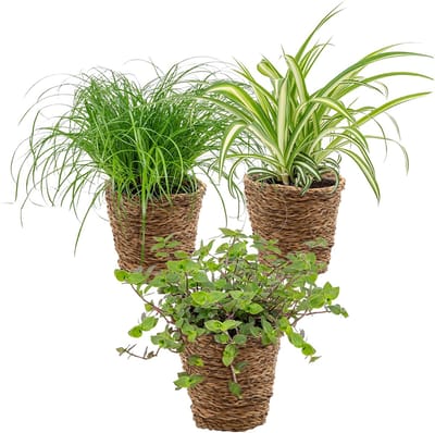 Bloomique - Set van 3 - Huisdiervriendelijk Mix Incl. Zeegras Mand - Huisdiervriendelijk - 15-25 cm - Pot 12 cm - Hoogte 15-25 cm