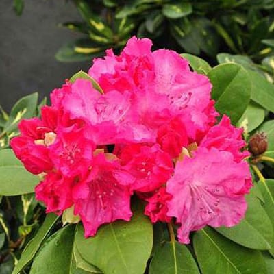 Rhododendron 'Germania' - 40-50 cm in pot: Grote, roze bloemen met een weelderige uitstraling.