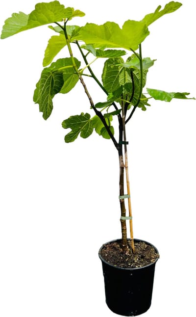 Tropictrees - Vijgenboom - Ficus Carica - Vijgen - Eetbaar - Donkere Vijg - Hoogte ca. 100cm