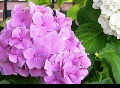Hydrangea macr. 'Freudenstein' - Boerenhortensia, Bolhortensia 25- 30 cm in pot