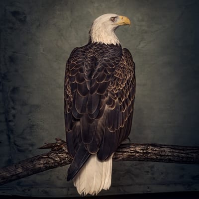 Clutch - Book Of Bad Decisions (2 LP)