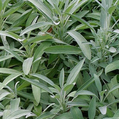 6 x Salvia Officinalis - Salie pot 9x9cm