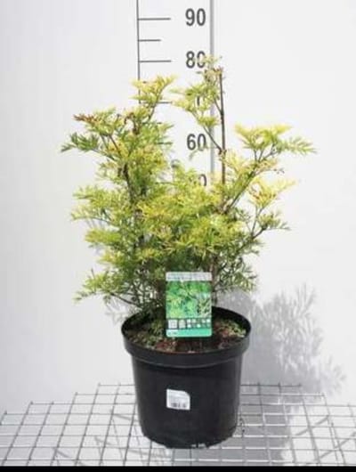 Sambucus nigra 'Golden Tower'® - Vlier 30- 40 cm in pot