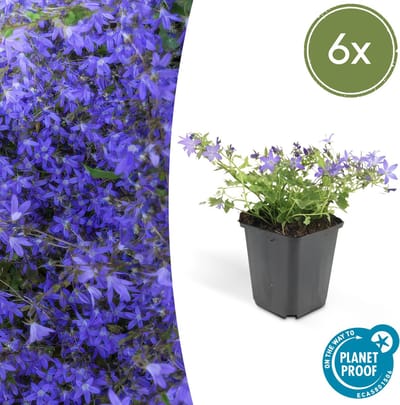 Tuinplantenshop.com | Campanula poscharskyana 'Stella' | 6 stuks - Ø9cm - 10-25cm hoog - Tuinplant