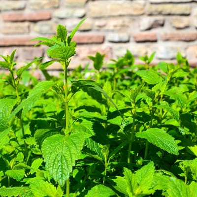 Bloomique - Set van 3 - Melissa Officinalis - Citroenmelisse - Tuinplanten - Winterhard - Hoogte 10-20 cm - Pot 9x9 cm