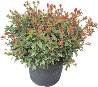 Pieris jap. ‘Little Heath’ - Rotsheide | 25-30 cm in pot