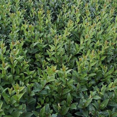 Ligustrum Vulgare 'Atrovirens' - Liguster 60-80 cm pot