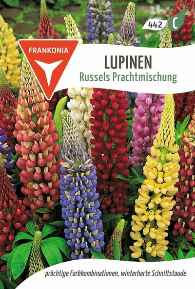Lupine, Russell's Splendid Mix - Bloemzaden
