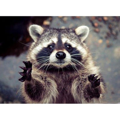 Volledige ronde boor 5D DIY Diamond schilderij  Animal Raccoon  borduurwerk Cross Stitch Home Decor 20X30CM