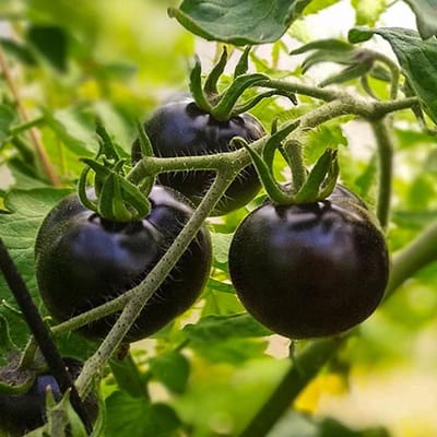 Tomaten zaden - Tomaat Blackball