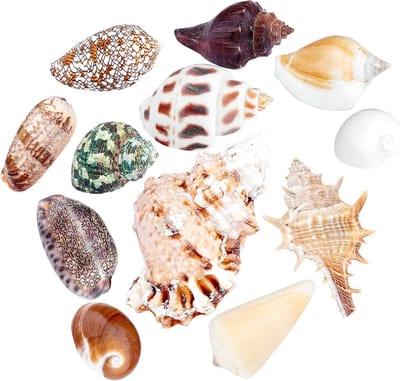 12 Stuks Natuurlijke Schelpen voor DIY Sieraden en Decoratie, Perfect voor Feesten en Bruiloften, Gemengde Kleuren, 4-5,5 cm Lang