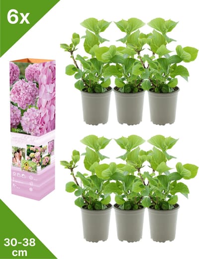 GARDENZO - 6x Hydrangea macrophylla 'Roze' (Hortensia) - in P9 Pot